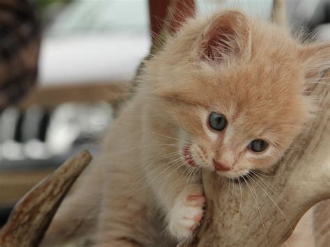 Cute Kitten Chewing Wallpaper Free Kitten Downloads