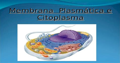 Membrana Plasmática E Citoplasma Diferenças Entre Célula Procariota E