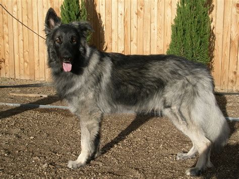 List Of Shiloh Shepherd Puppies For Sale In Nc 2022 Chicied