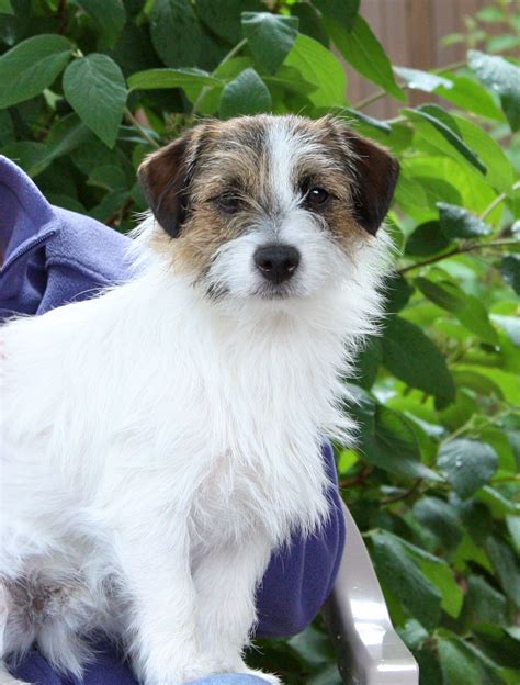 Cosmo The Perfect Rough Coat Jack Russell Jack Russell Terrier Jack