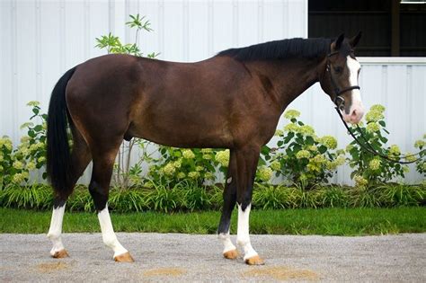 Belgian Warmblood Warmblood Horses Show Jumping Horses Beautiful Horses