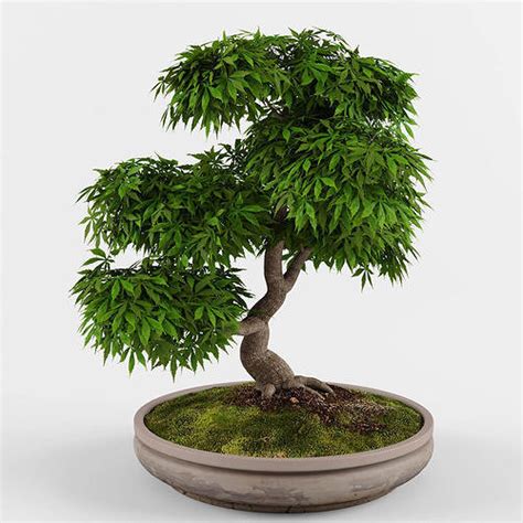 Bonsai Japanese Maple Tree 3d Model Cgtrader
