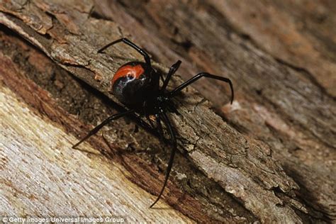 Male black widows can be grey or black, and sometimes have a series of red dots on their abdomen. Male black widows mate with young female spiders to avoid ...