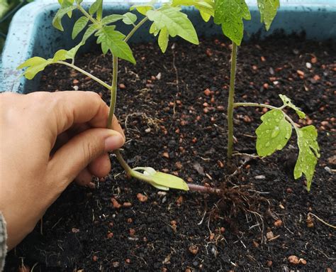 How To Transplant Tomatoes Save Leggy Seedlings