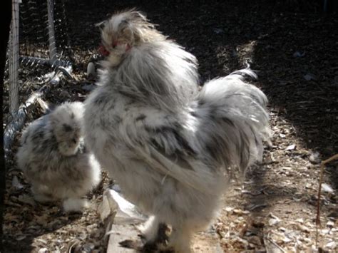 10.00 will deliver locally for 5.00. Splash Silkie Rooster... Pick up only in Oklahoma ...