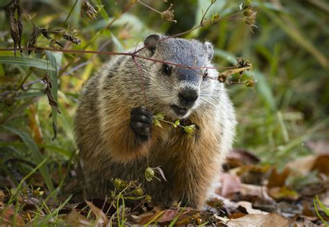 Secrets Of The Groundhog Revealed Animal Facts Groundhog Animals