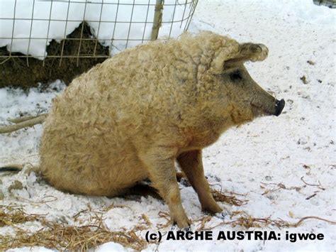 Ein Mangalica Ungarisches Wollschwein Домашние свиньи Товары для