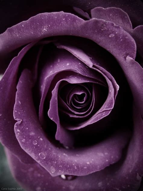 Most Beautiful Roses Favourites By Lilyas On Deviantart Purple Roses