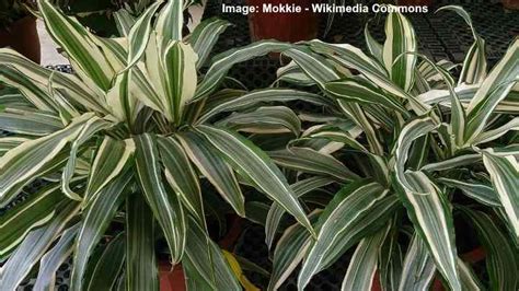 Dracaena Fragrans Corn Plant Care And Growing Guide