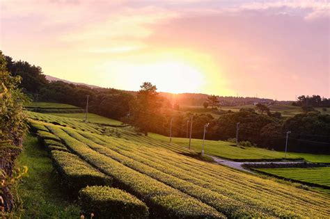 Innisfree Lists Green Tea Farms In Koreas Jeju Island On Airbnb