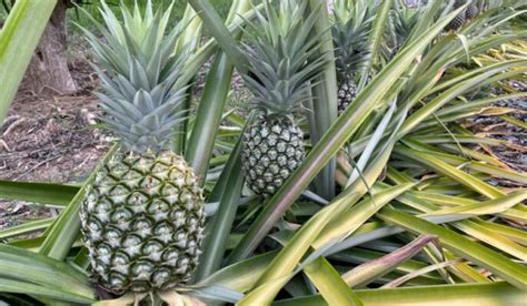 Pineapple Tree Facts Uses Benefits Grow Tips And Care