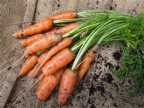 A Bunch Of Fresh Baby Carrots Stock Photo Image Of Carrots