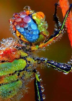 Beautymothernature Dragonfly Covered In Porn Photo Pics