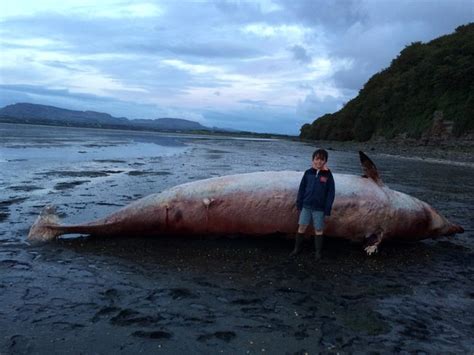 Unprecedented Number Of Dead Whales Have Washed Up In Scotland And