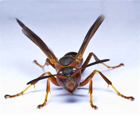 Paper Wasp Identification And Behavior Western Exterminator Of Las Vegas