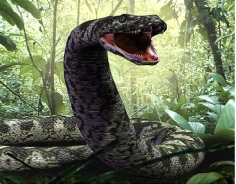 Titanoboa Cerrejonensis A Prehistoric Snake Found In Colombia‭ During