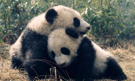 Giant Pandas Photos Wwf