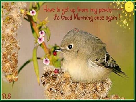 Players freely choose their starting point with their parachute, and aim to stay in the safe zone for as long as possible. Chirpy Greetings For A New Day. Free Good Morning eCards ...