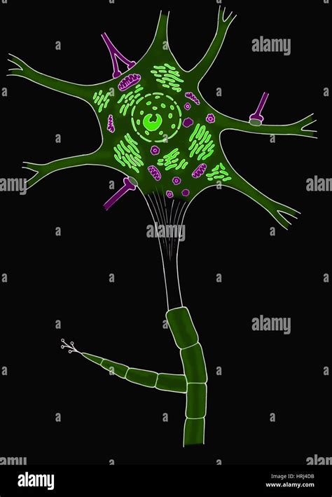Ilustración De Neurona Motora Fotografía De Stock Alamy