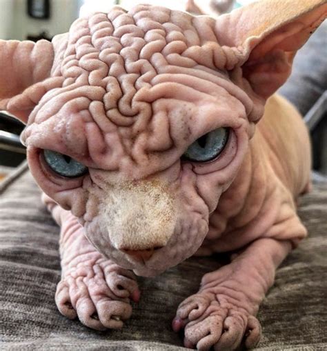 People Are Scared Of This Very Wrinkly Sphynx Cat But Hes Lovely Metro News