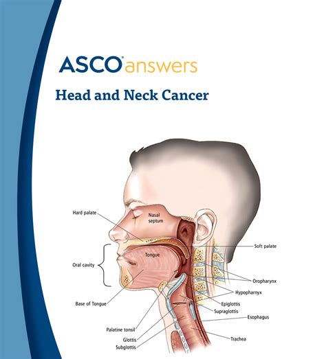 Head And Neck Cancer Fact Sheet Pack Of 50 Fact Sheets Asco Store