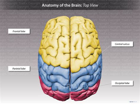 Brain Diagram Labeled Top View