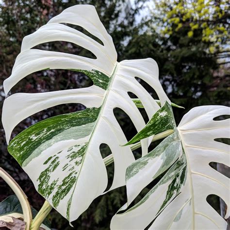 Monstera Deliciosa Variegata New Leaves Plants