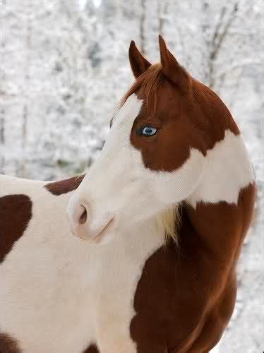 28 Horses With Blue Eyes Ideas Horses Beautiful Horses Pretty Horses