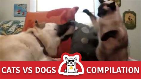Cats Vs Dogs Funny Compilation The Catz Youtube