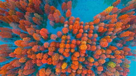Dawn Redwoods - Bing Wallpaper Download