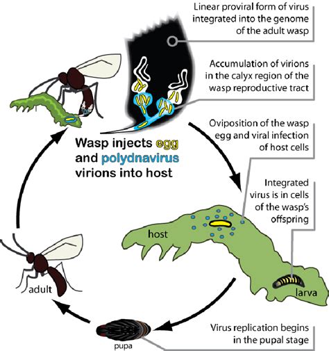 Parasitic Wasp Life Cycle