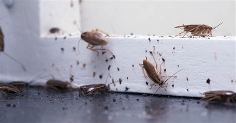 Top Seven Signs That You Have A Pest Problem Drive Bye Pest Exterminators