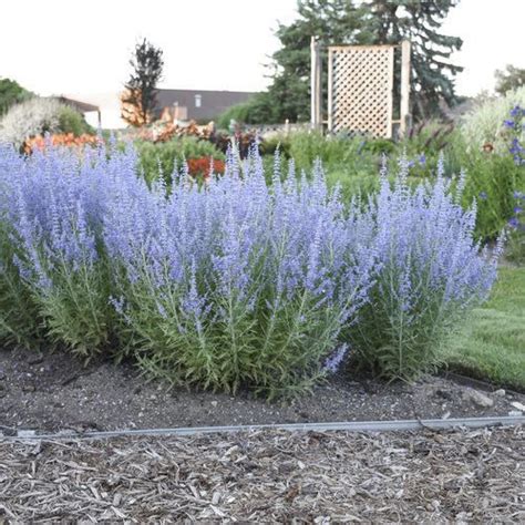 Russian Sage Companion Plants Container Gardening Russian Sage
