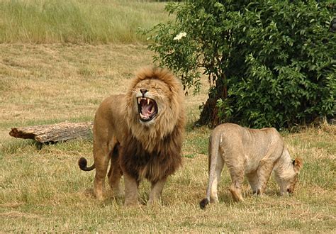 Filepair Of Lions V2 Wikimedia Commons