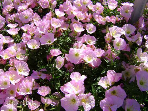 78 Spring Pink Flowering Shrubs Uk Gratuit Photoeva