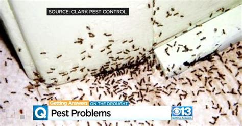 California Drought Has More Insects Swarming Toward Homes Cbs Sacramento