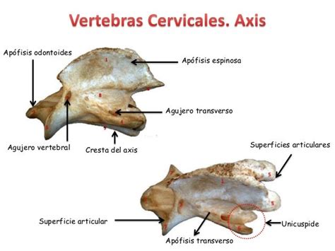 Atlas De Anatomia Veterinaria Pdf On Jan 1 2013 Isabel Cristina Pires