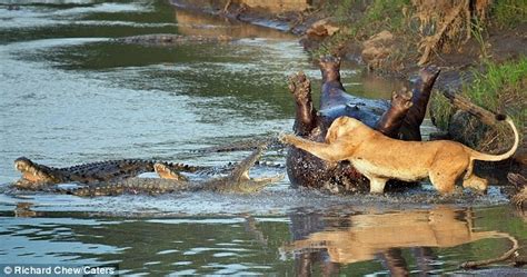 Cabelkawan Crocodile Vs Lion