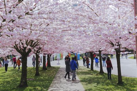 Vancouver Cherry Blossom Festival Announces Dates For 2019