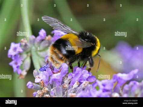 Buff Tailed Bumble Bee Bombus Terrestris Apinae Apidae Apoidea