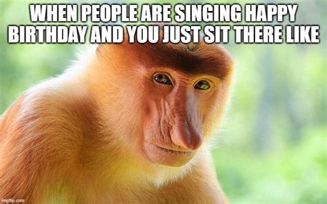 Nosacz Monkey In 2020 Singing Happy Birthday Funny Memes Image