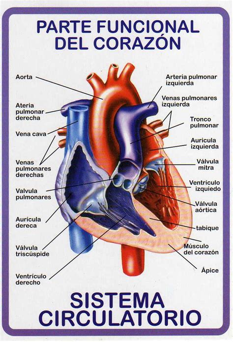 Atlas De AnatomÍa Humana Sistema Circulatorio Parte Funcional Del