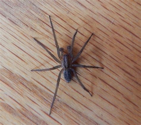 Us Poisonous Spiders Black Widow Brown Recluse And Hobo Dengarden