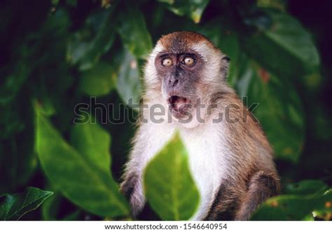 Surprised Funny Monkey Opened Mouth Close Stock Photo Edit Now 1546640954