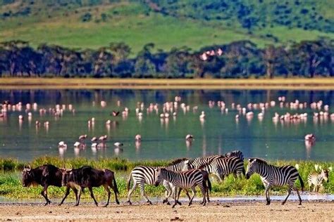 Wildlife In Kenya Witness The Gorgeous Fauna At Its Best