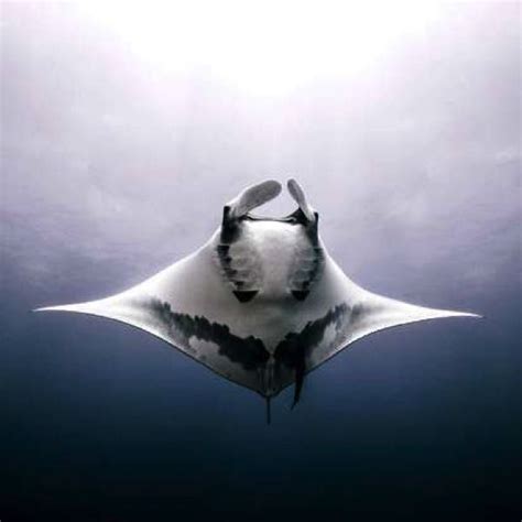 12 Amazing Facts About Manta Rays You Might Not Know Big Animals Manta
