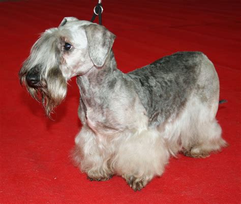 Cesky Terrier Information Dog Breeds At Thepetowners
