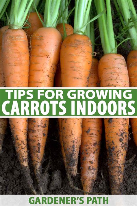 How Much Space Do Carrots Need To Grow This Delicious Cupboard Staple