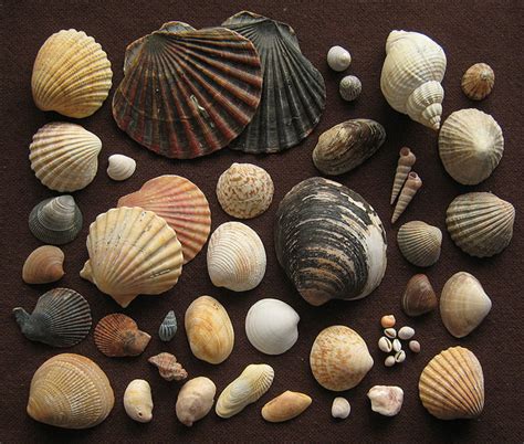 Real Cool Pictures Of Sea Shells