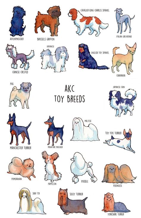Poster Of Akc Toy Breeds Etsy Dog Breed Poster Akc Dog Breeds Akc